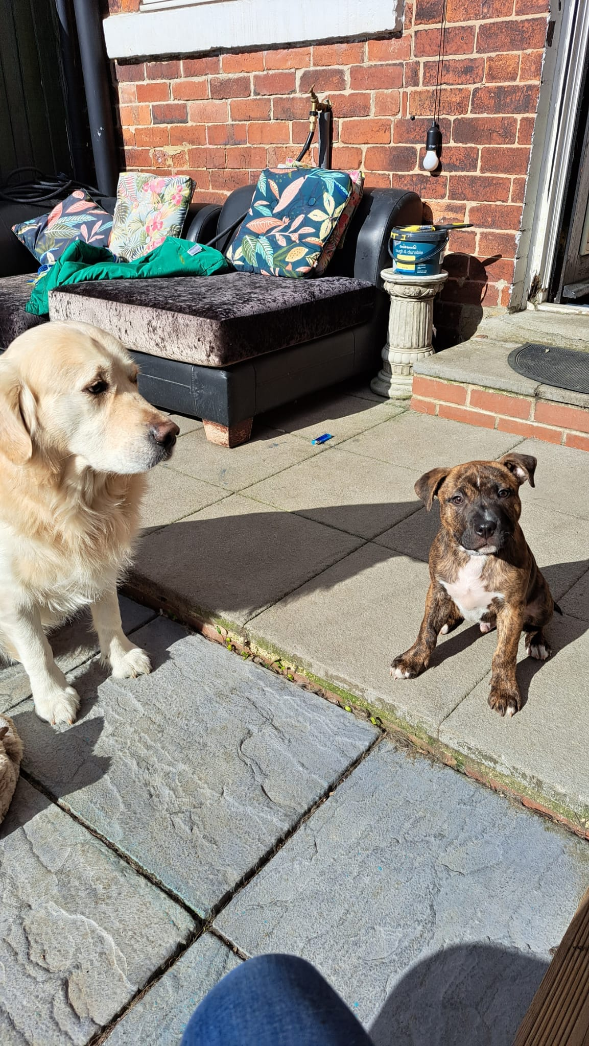 My Dog Journey - Vertical