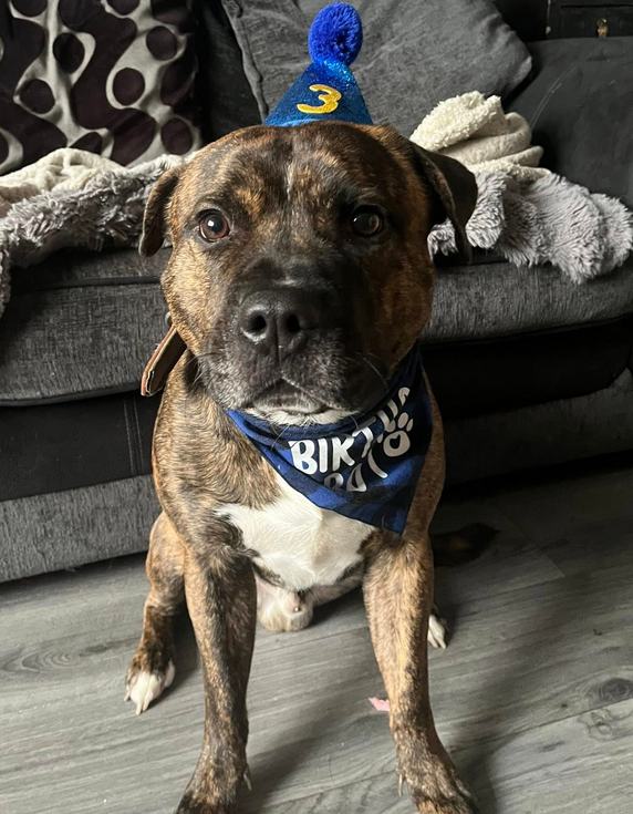 My Dog Journey - Newest